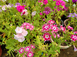 Obraz premium Beautiful gillyflowers blooming in Garden, beautiful little flowers close up in garden