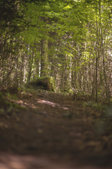 footpath in the woods