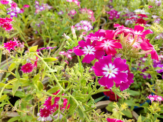 Beautiful gillyflowers blooming in Garden, beautiful little flowers close up in garden