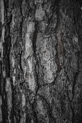 bark of a tree