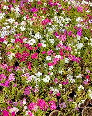 Beautiful gillyflowers blooming in Garden, beautiful little flowers close up in garden