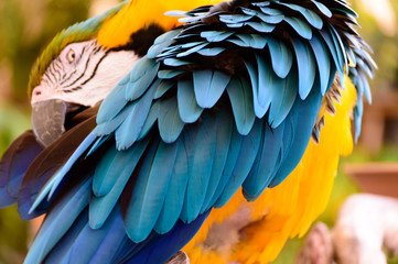 Blue and yellow macaw parrot arranging its colorful feathers