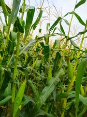 Obraz premium corn on the cob. Green stalk natural