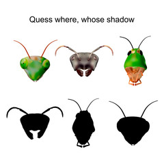 Puzzle with a mantis, ant and grasshopper