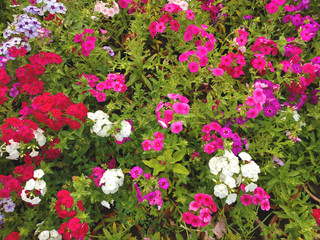 Beautiful gillyflowers blooming in Garden, beautiful little flowers close up in garden
