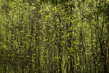 natural background - young leaves in dense thickets of willow are lit by the sun © Evgeny