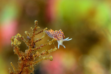 The nudibranch Cuthona soboli from Sea of Japan, North Primorye, Russia.