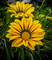 Beautiful yellow flowers in the garden