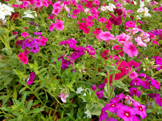 Beautiful gillyflowers blooming in Garden, beautiful little flowers close up in garden