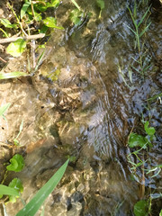 small waterfall in the forest