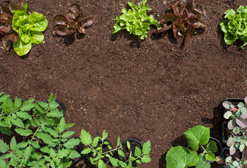 Garden vagetable patch background  with growing  lettuce and pots of
tomatoes, cucumber, herbs, broccoli ready to be planted