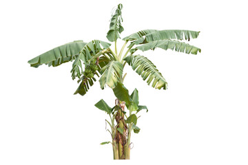 Banana tree with bunch of raw bananas in the sunshine isolated on white background included clipping path.