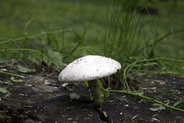 Meadow champignon in green grass in the meadow