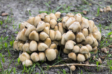 Poisonous mushrooms grow on an old stump