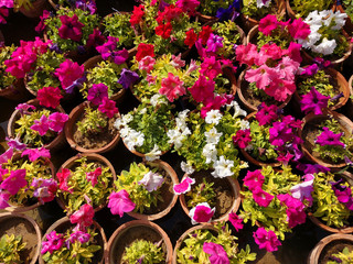colorful blooming Petunia flowers, close-up on colored petunias