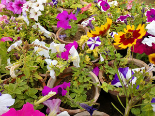 colorful blooming Petunia flowers, close-up on colored petunias