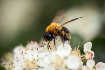 macro close-up a bee collects pollen on a small white flower
