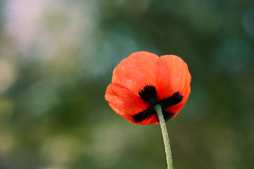 red poppy flower close-up on a green background