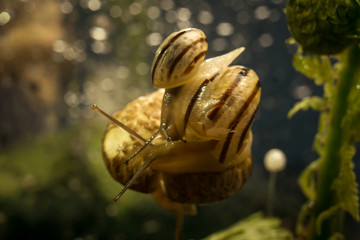 macro close-up one snail sits on another on a small mushroom