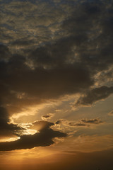 Beautiful cherry blossoms Sakura in spring over blue, bumblebee pollinates cherry flowers. May.