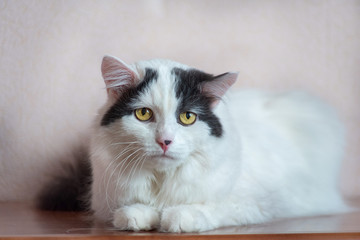 home photo of a sad old white cat looking at the camera