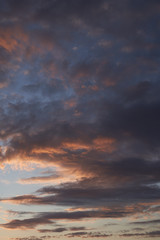 Beautiful cherry blossoms Sakura in spring over blue, bumblebee pollinates cherry flowers. May.