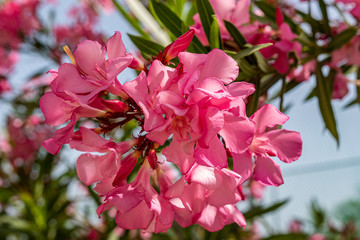 red flowers in summer in the mountains romance