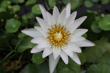 white lotus flower