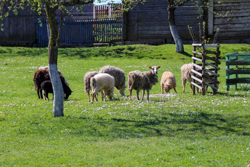 Sheep graze near a farm in the village