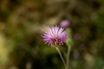 purple flowers in summer in the mountains romance