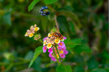 violet flowers in summer in the mountains romance