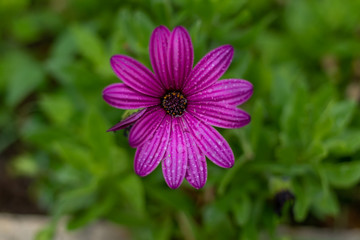 violet flowers in summer in the mountains romance
