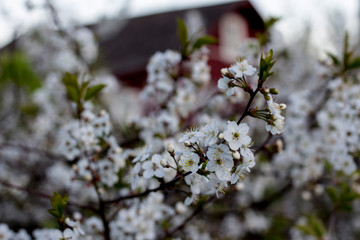 blooming cherry tree