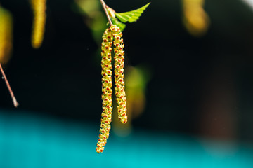 Birch blossom, macro shot of birch earrings