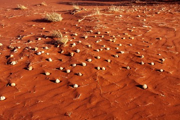 Desolate landscape with sparse vegetation and red sand. Australia © vladislav333222