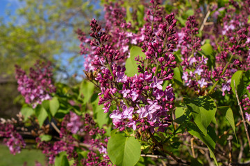 Obraz premium Close up view of newly emerging Persian lilac flower blossoms and buds with deep purple color, and blue sky background