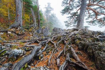A big root system of an old tall pine tree growing on rocks in mountains