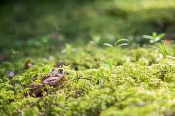 frog in a swamp in green moss