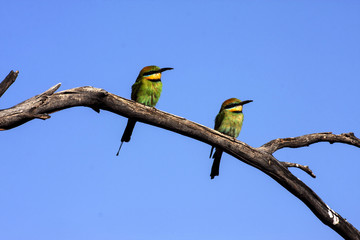 A beautifully colored Rainbow bee-eater, Merops ornatus, sitting on a branch. Australia