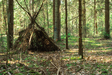 Fototapeta premium hut in the forest in summer