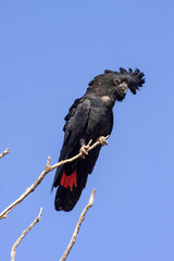 A rare Red-tailed Black Cockatoo, Calyptorhynchus banksii, sits on a branch. Australia