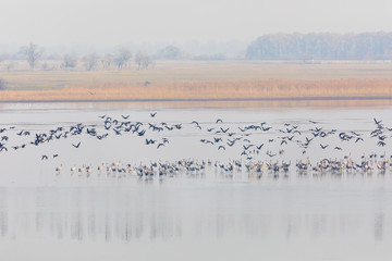 flock of birds, Common Crane on lake, migration in the Hortobagy National Park, Hungary, puszta is one of the largest meadow and steppe ecosystems in Europe and UNESCO World Heritage Site