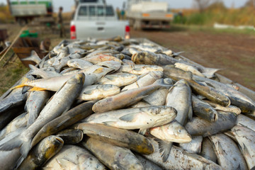 harvested Fish from Pond in the wheelchair behind the car, Hortobagy National Park, Hungary
