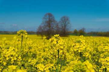 Close up on a single spike of rape seed flowers