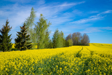 Vivid colors of yellow field landscape