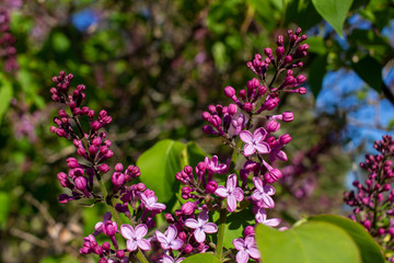 Close up view of newly emerging Persian lilac flower blossoms and buds with deep purple color, and blue sky background