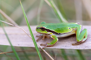 beautiful european tree frog (Hyla arborea formerly Rana arborea) on reeds, small amphibian from Europe. Hortobagy National Park, Hungary, puszta, UNESCO World Heritage Site