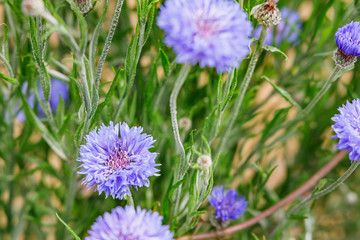 新緑の野に咲く綺麗な花