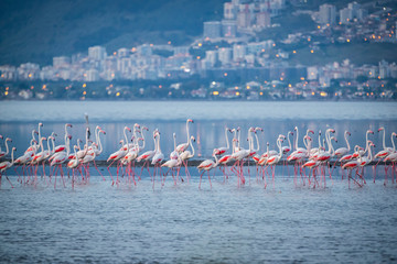 Pink big birds Greater Flamingos, Phoenicopterus ruber, in the water, izmir, Turkey. Flamingos cleaning feathers. Wildlife animal scene from nature.