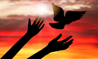 Silhouette of flying bird from woman's hands on background of sunset with rays of sun. Vector illustration